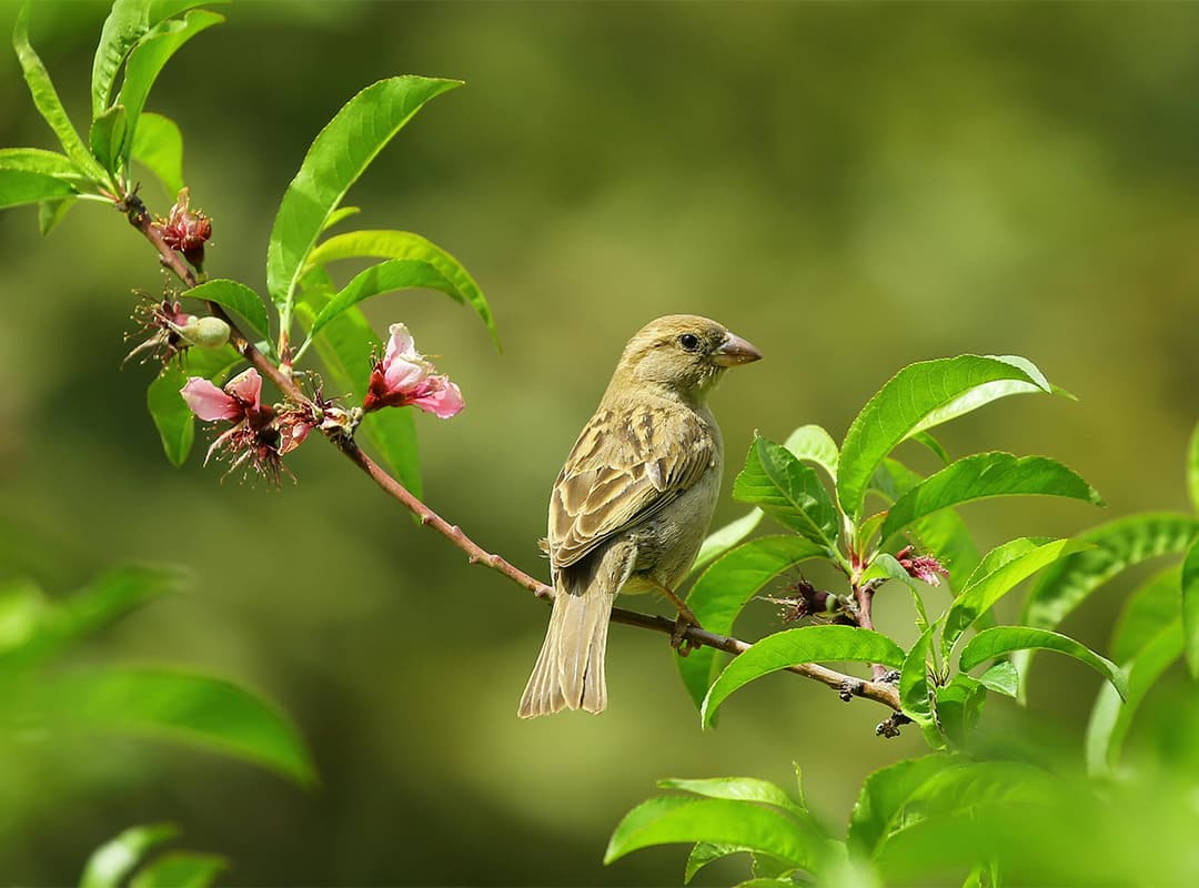 bird